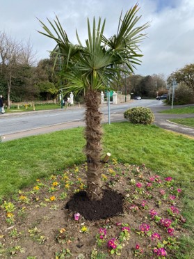 Image of a newly [;anted, 6 foot tall palm tree at Gloucester Road park, Bognor Regis