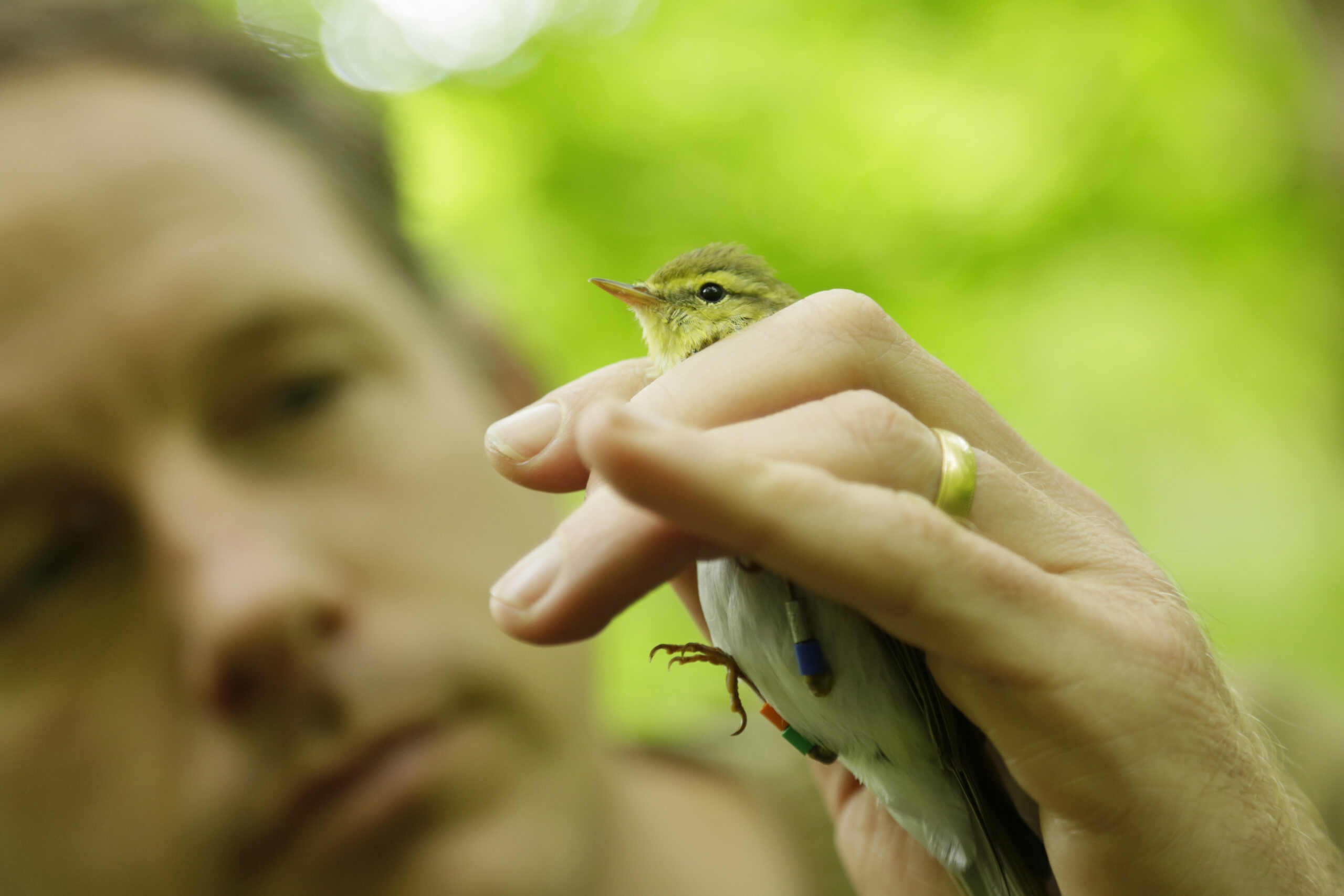 Bird Ringer Bird-ringing Demonstration - What's On - Love Bognor Regis