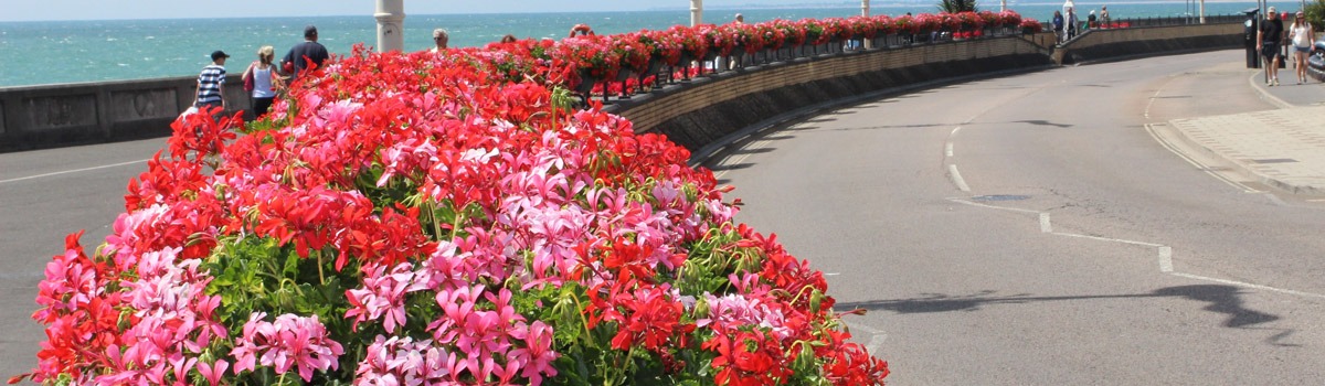 Bognor Regis in Bloom: A celebration of colour