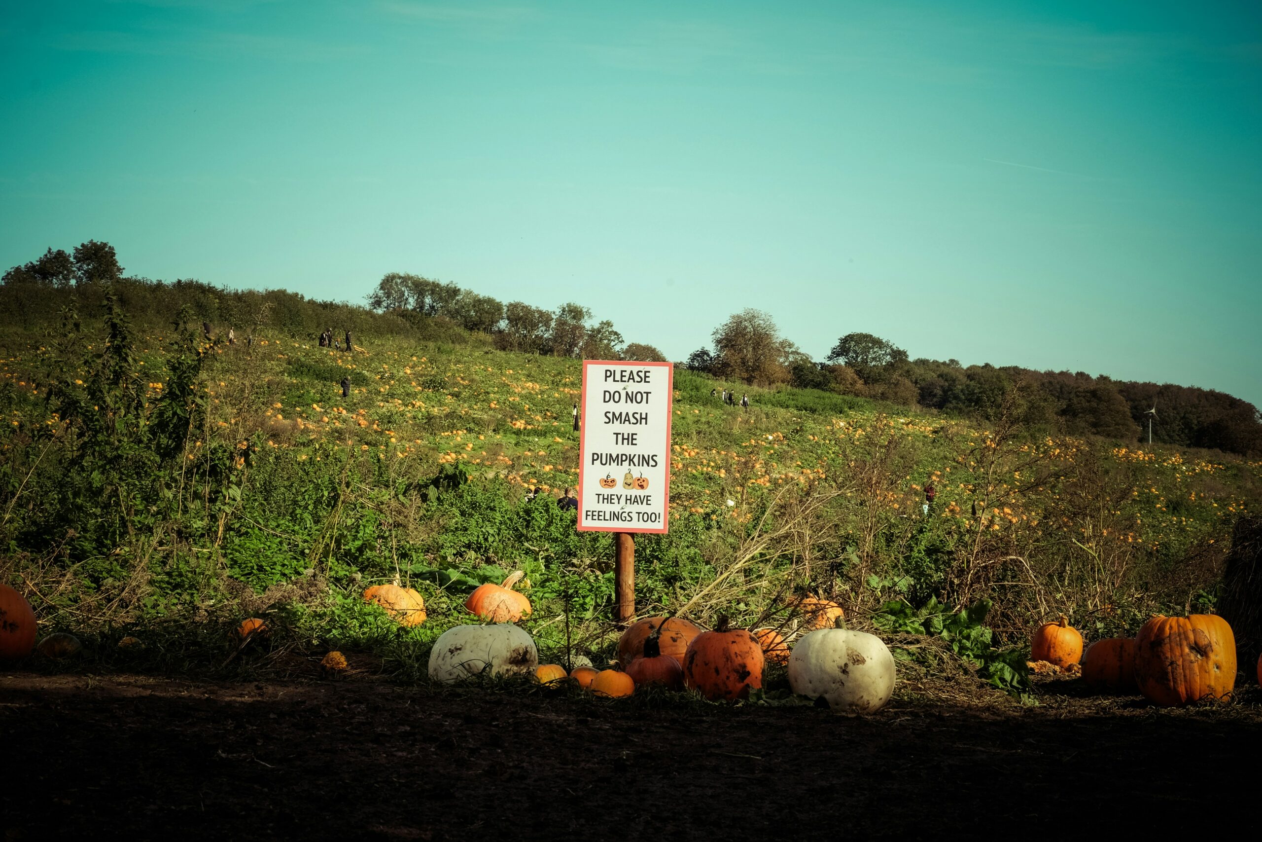 Pumpkin Picking in and Around Bognor Regis