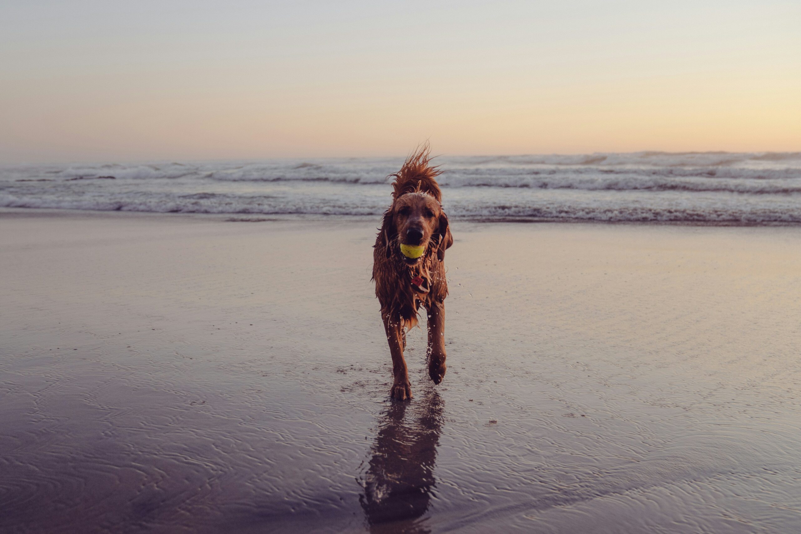 Dog friendly days out in and around Bognor Regis