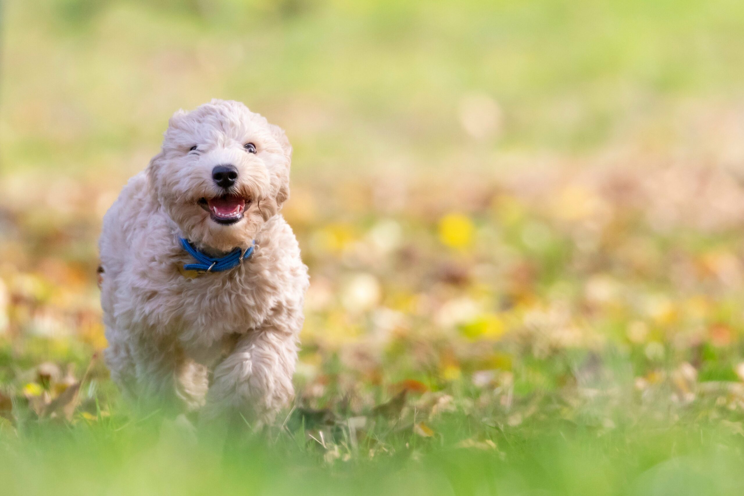 Doggy Days Out in and Around Bognor Regis
